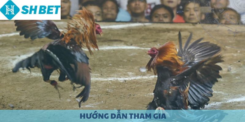 Hướng dẫn tham gia đá gà cựa dao SHBET.