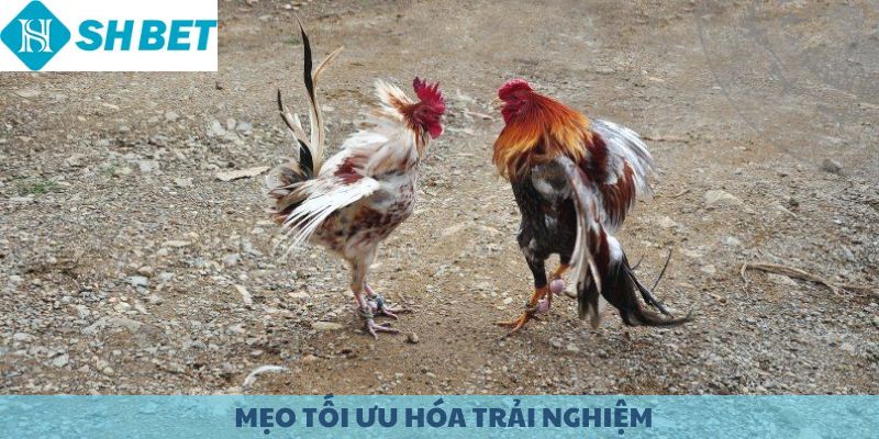 Mẹo tối ưu hóa trải nghiệm đá gà cựa dao.