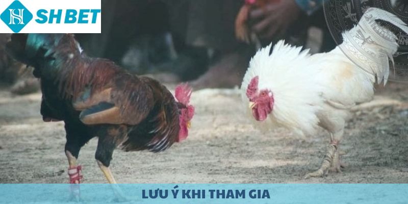 Những lưu ý khi tham gia đá gà cựa dao.