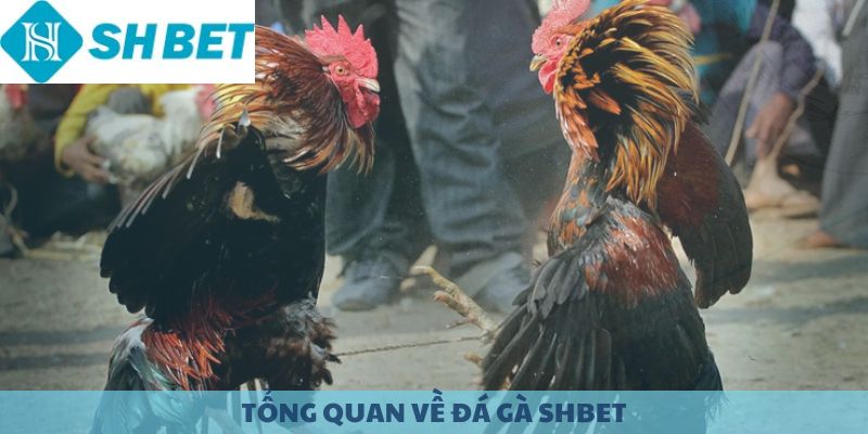 Tổng quan về đá gà SHBET.