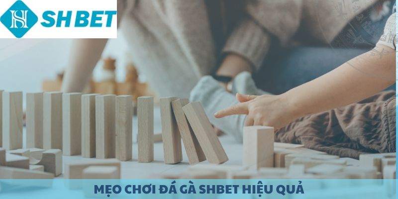 Mẹo chơi đá gà SHBET hiệu quả.