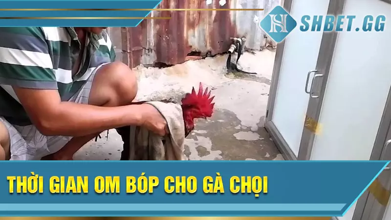 Bật mí kinh nghiệm om bóp cho gà chọi hiệu quả nhất 7 Thời gian om bóp cho gà chọi
