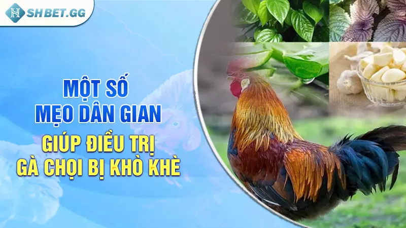 Tìm hiểu về gà chọi bị khò khè và cách chữa trị hiệu quả 6 Một số mẹo dân gian giúp điều trị gà chọi bị khò khè