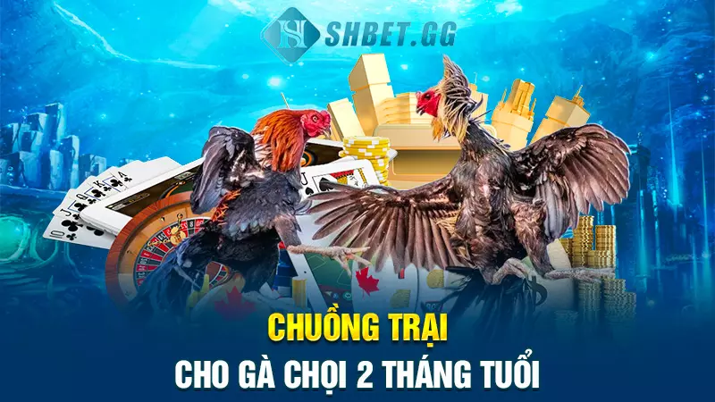 Bí quyết và cách nuôi gà chọi 2 tháng tuổi nhanh to lớn 6 Chuồng trại cho gà chọi 2 tháng tuổi