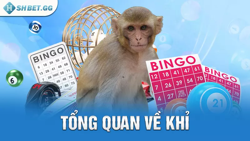 Hàng khỉ trong lô đề và những thông tin liên quan khác 3 Tổng quan về khỉ