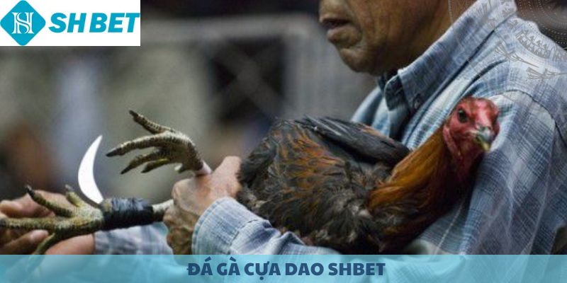 Đá gà cựa dao SHBET. Trải nghiệm đá gà trực tuyến.